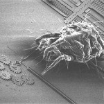 ANEC şi BEUC au inceput  lupta împotriva nano-tehnologiilor