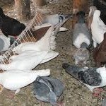 Arestat pentru ca a sustras 50 de porumbei din locuința unui băcăuan
