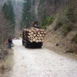 Transporta material lemnos fără documente legale