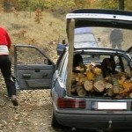 Helegiu: Trei persoane cercetate pentru tăiere ilegală și furt de arbori