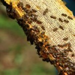 O plombă dentară din ceară de albine ar putea fi printre cele mai vechi dovezi de tratament stomatologic