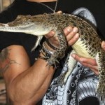Australia: Un crocodil a fost găsit liber în cala unui avion