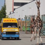 O girafă evadată de la circ a terorizat oraşul italian Imola