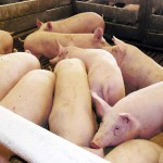 Condiţiile sanitar-veterinare de mişcare a porcinelor pe teritoriul României