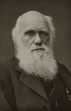 Darwin1881s