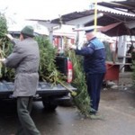 Poliţiştii au confiscat 280 pomi de Crăciun