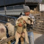 Sacrificarea ovinelor și caprinelor în perioada sărbătorilor pascale