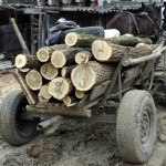 Depistaţi în timp ce sustrăgeau şi transportau  material lemnos tăiat ilegal