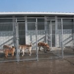 Acţiune ANSVSA pentru soluţionarea situaţiei de la Adăpostul Public pentru câinii fără stăpân din Bacău