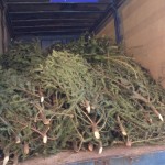 Polițiștii au confiscat 200 de pomi de Crăciun, transportați în condiții ilegale