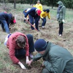 Voluntarii APM Bacau sarbatoresc Ziua Pamantului prin plantare de copaci  