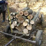 Tăieri ilegale de material lemnos