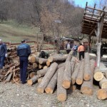 Verificarea legalităţii exploatării, prelucrării şi transportului materialului lemnos
