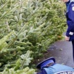 Pomi de Crăciun, confiscați de polițiști