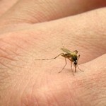 Remedii rapide pentru înţepături de ţânţari
