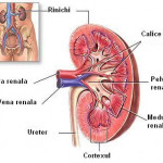 Boala cronică de rinichi: simptome, complicaţii, prevenţie