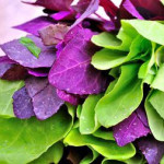 Loboda: planta de sezon cu beneficii uimitoare pentru sănătate!