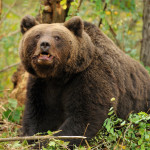Acțiune de salvare a unui urs brun prins într-o capcană de braconaj