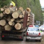 Sancţiuni aplicate de poliţişti pentru transport de material lemnos fără documente