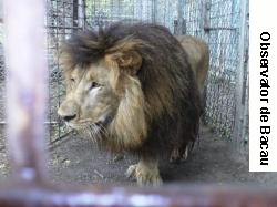 Patru lei, de la GrÄƒdinile Zoo din BacÄƒu ÅŸi BuhuÅŸi, Ã®n rezervaÅ£iile Africii!
