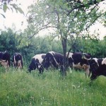 Consfatuire cu crescatorii de bovine, ovine si caprine