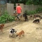 Romania, condamnata din cauza cainilor vagabonzi