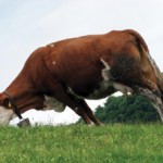 Encefalopatia spongiforma a bovinelor