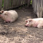 Reglementari privind circulatia porcului dintr-o gospodarie in alta