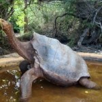 O specie de broască ţestoasă, considerată dispărută, a reapărut în Ecuador