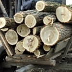 Depistaţi în timp ce transportau material lemnos tăiat ilegal