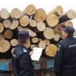 Prins de jandarmi in timp ce transporta lemne fara documente legale