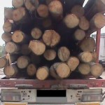 Material lemnos confiscat şi dosar penal la regimul circulaţiei