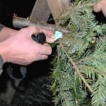 Polițiștii acționează pentru combaterea tăierii ilegale a pomilor de Crăciun