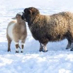 Recomandări pentru crescătorii de animale pentru perioadele cu  temperaturi foarte scăzute, vânt puternic şi căderi masive de zăpadă