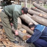 Material lemnos confiscat si tăiere ilegală de arbori