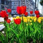 Incredibil! Un nemțean a fost prins în timp ce sustrăgea flori de pe spațiul public din Bacău