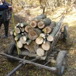 Depistați în flagrant în timp ce tăiau ilegal arbori