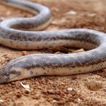 O specie de şerpi considerată dispărută de 80 de ani, REDESCOPERITĂ în România