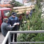 Acțiune pentru verificarea comercializării pomilor de Crăciun