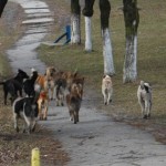 Bacău/ Urmare a disputei între Primărie și DSVSA: trei oameni mușcați de câini în medie, pe zi