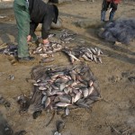 Depistați în flagrant în timp ce pescuiau cu plase monofilament peste 100 de kg de pește