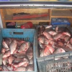 Descurajarea evaziunii fiscale în domeniul comerțului cu pește