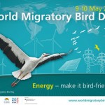 Ziua Mondială a Păsărilor Migratoare. Energia, prietenoasă cu păsările