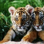 Ziua internațională a tigrului