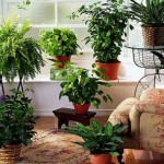 Plante care purifica aerul in casa