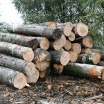 Comercializare si transport ilegal de material lemnos