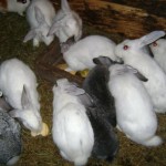 Depistați la scurt timp după ce au sustras iepuri dintr-o gospodărie din comuna Mărgineni