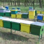 Cercetat pentru furt calificat după ce ar fi sustras 6 stupi cu albine