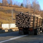 Transporta aproape 10 m.c. material lemnos, fără documente legale