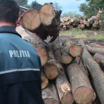 Transporta material lemnos pentru care nu deţinea documente de provenienţă